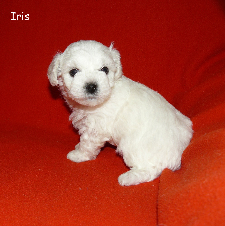 (353)iris-3